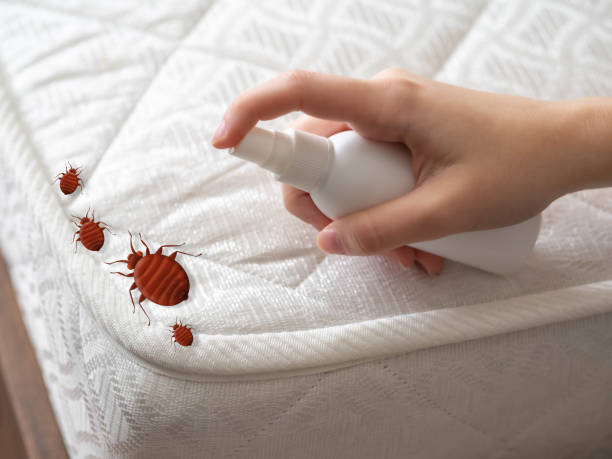 Insect Control in Thomaston, NY